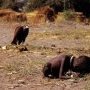 vulture and kid - kevin carter