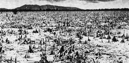 La mangrove après l'ouragan chimique