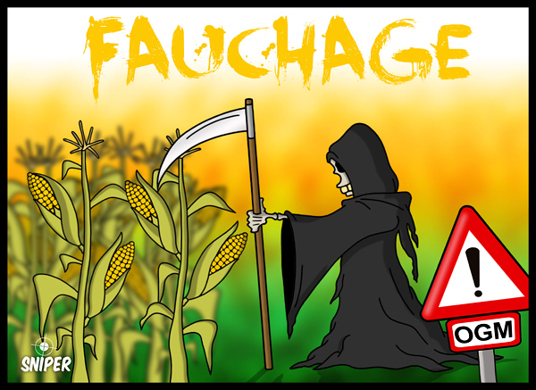  Quand MONSANTO fauche son maïs !
