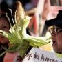 Maïs muté par contamination OGM
